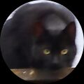 Feline